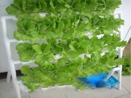 無(wú)土栽培式陽(yáng)臺(tái)種菜，這幾種便捷的種植方式你嘗試了嗎？